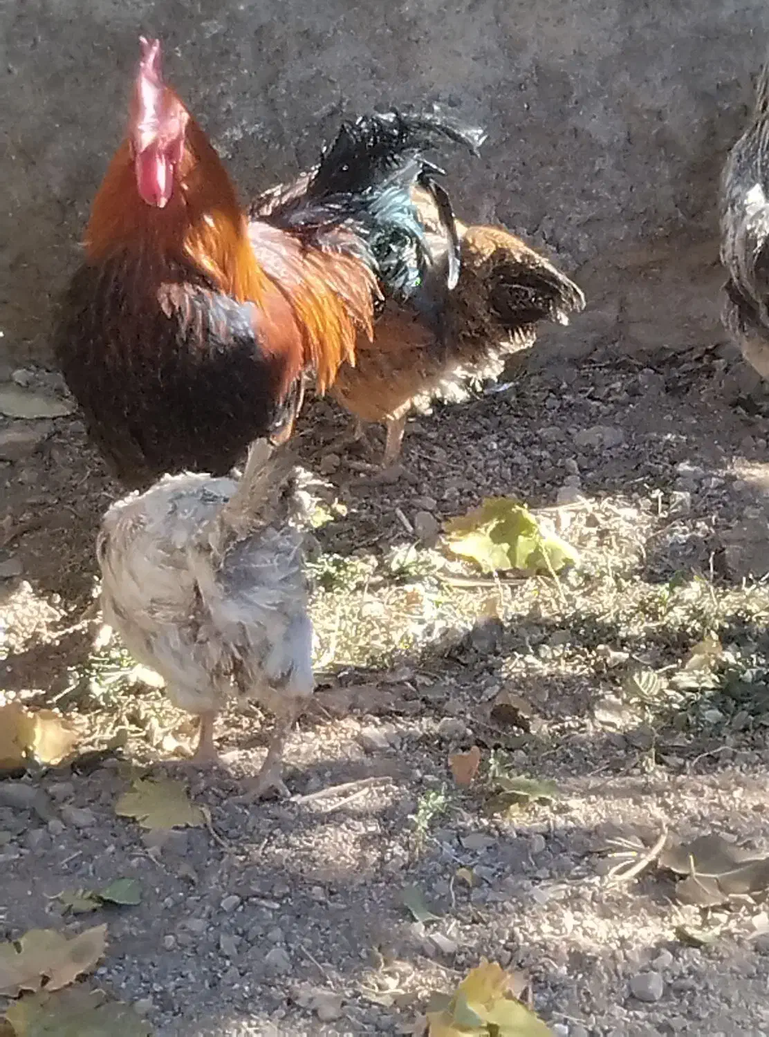 6تامرغ جوان تخم گذار یکی هم خروس|حیوانات مزرعه|صائین قلعه, |دیوار