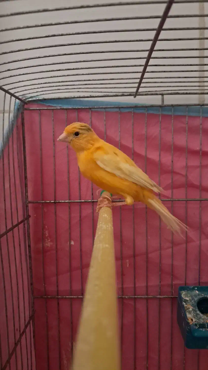 قناری نر پرتقالی|پرنده|اردکان, |دیوار