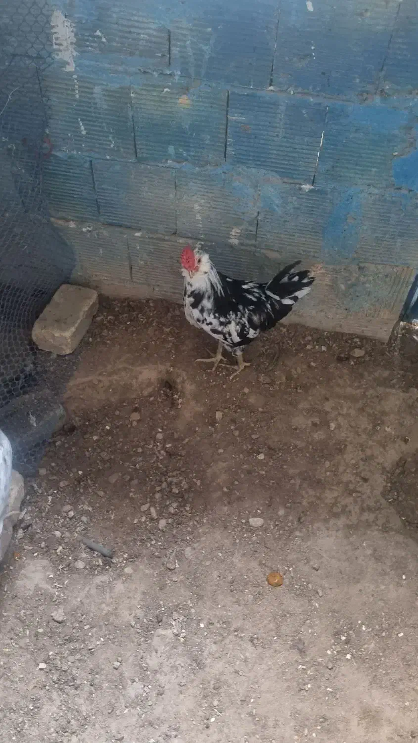 مرغ و خروس گلین ریشی چهلتاج|حیوانات مزرعه|کاکی, |دیوار