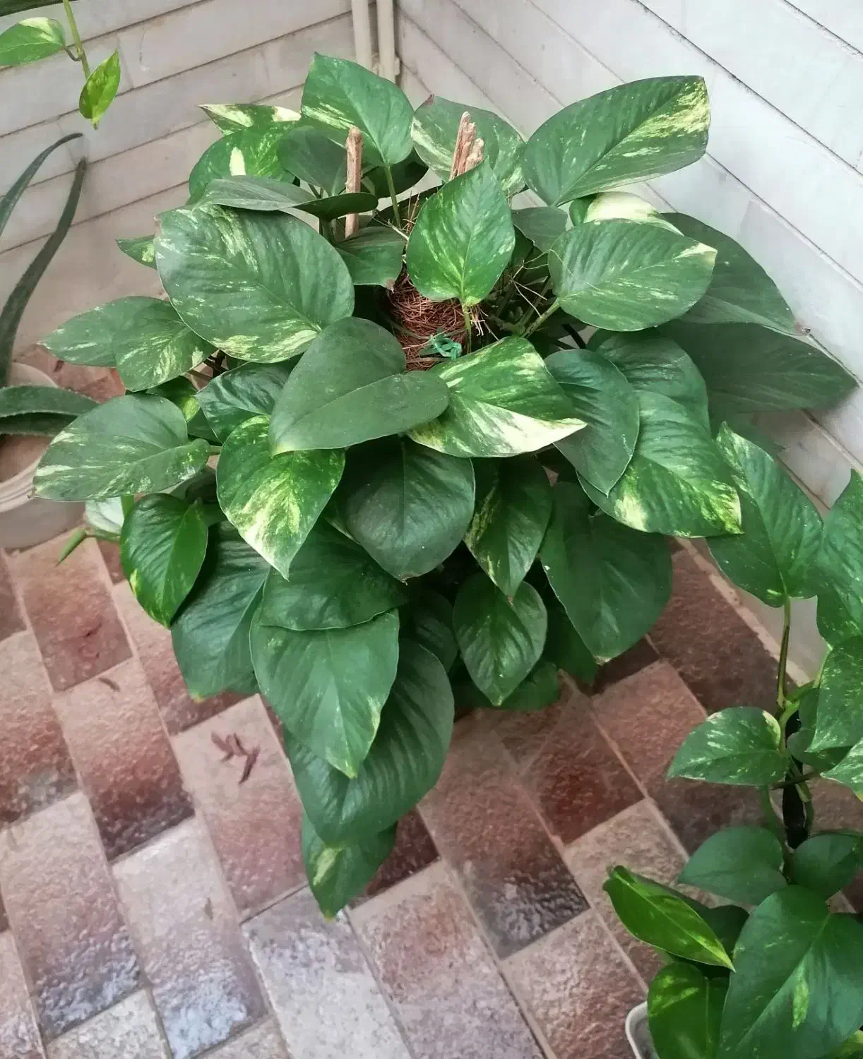 گیاه|گل و گیاه طبیعی|میبد, |دیوار