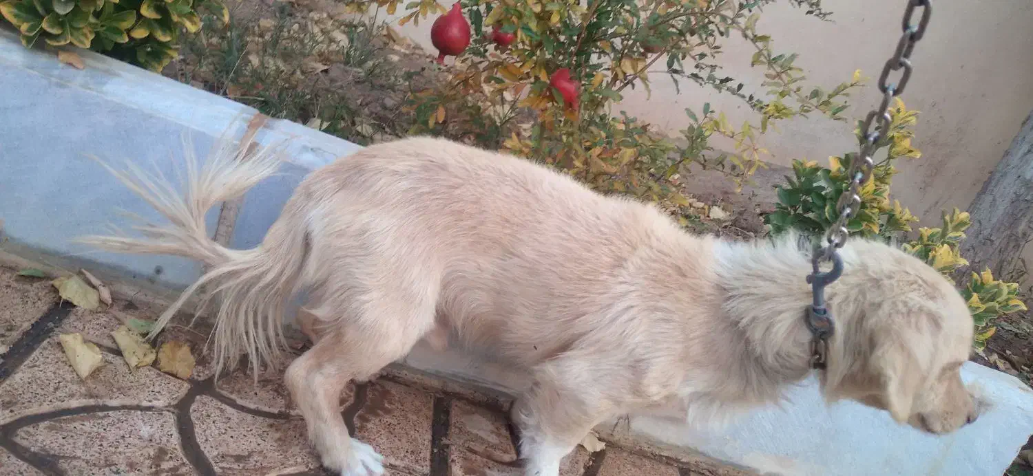 واگذاری سگ تریر|سگ|پردیس, فاز ۶|دیوار