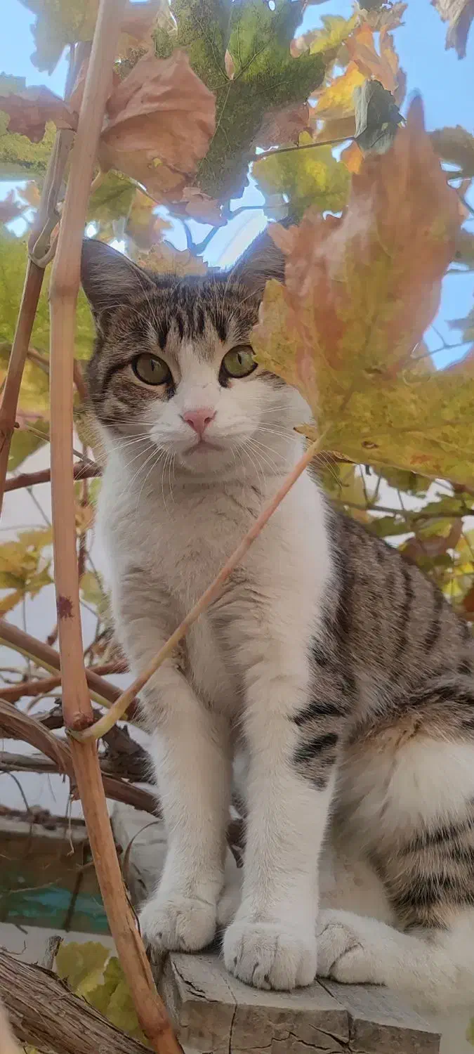 گربه خونگی خیلی اروم و مهربون|گربه|سلماس, |دیوار