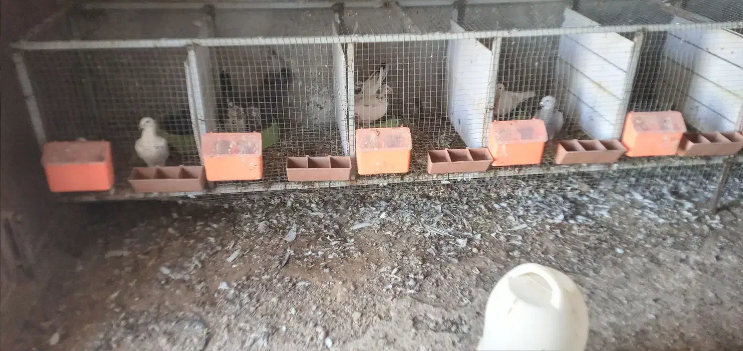 کبوتر جفت خون آبپخش|پرنده|آبپخش, |دیوار