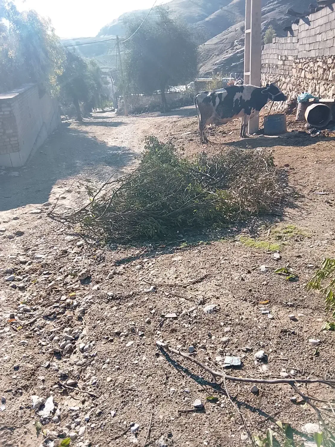 گاو نژدی بهترین نژاد|حیوانات مزرعه|دهدشت, |دیوار