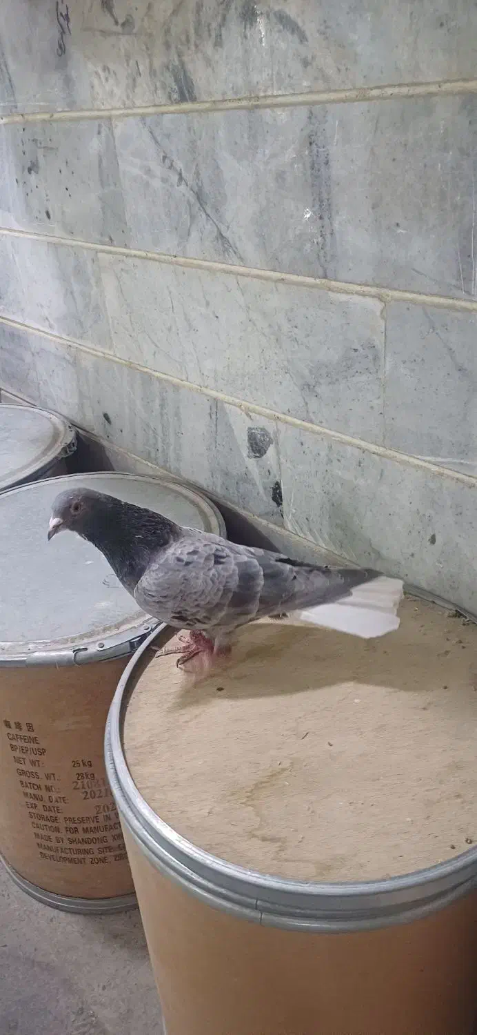 کبوتر سرور خال سیاه دمسفید کبوتر شهرستان|پرنده|کرج, برغان|دیوار