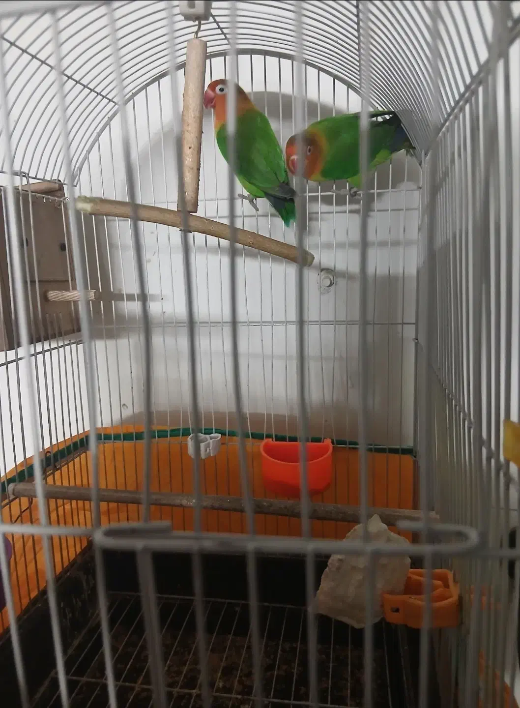 طوطی  برزیلی سبز کوتوله اپال فیشر البینو|پرنده|اصفهان, شهرک صنعتی امیرکبیر (شاپور جدید)|دیوار