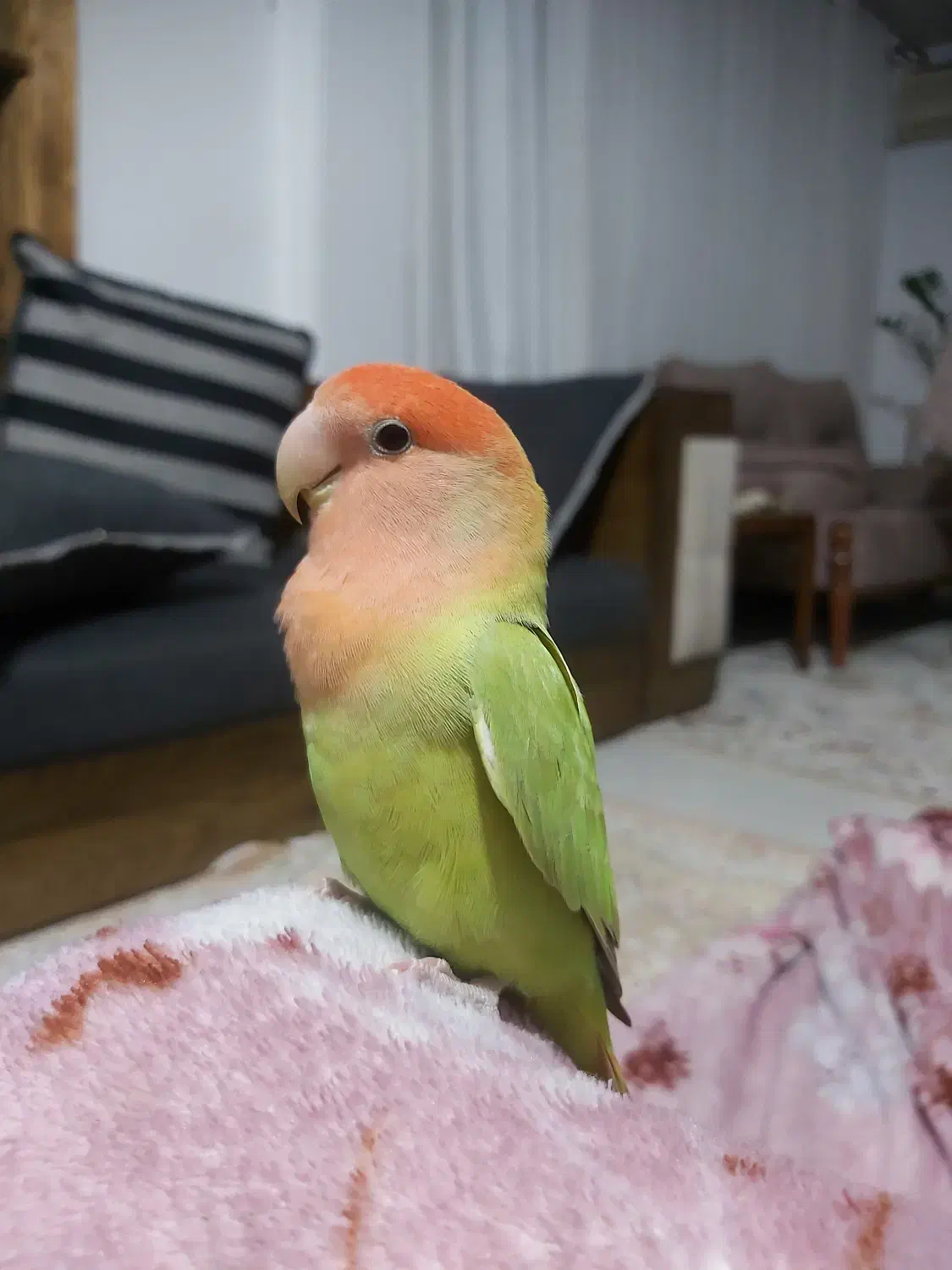 طوطی برزیلی ماده|پرنده|ساری, |دیوار