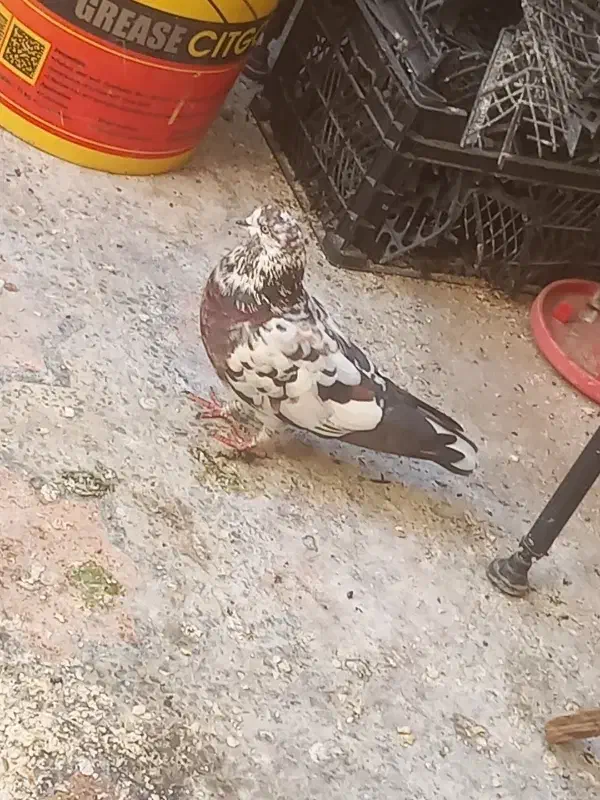 کبوتر|پرنده|بندرعباس, |دیوار