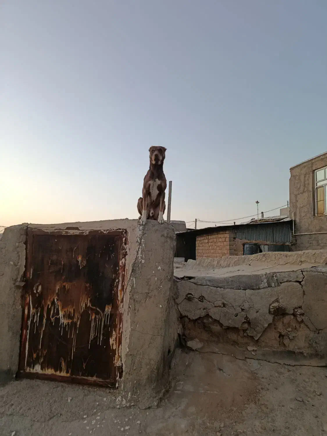 گم شده|حیوانات|سنقر, |دیوار