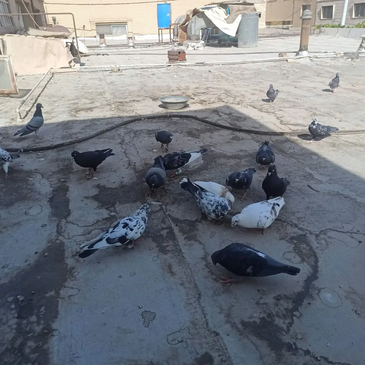 کفتر پلاکی وپرشی|پرنده|اصفهان, پرتمان|دیوار