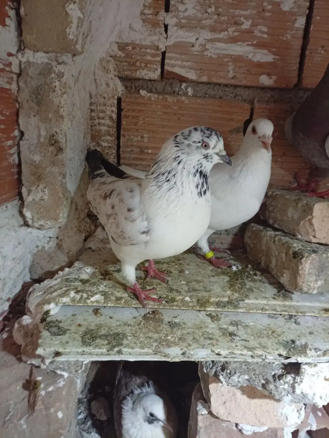 کبوترا سالم|پرنده|گرگان, |دیوار