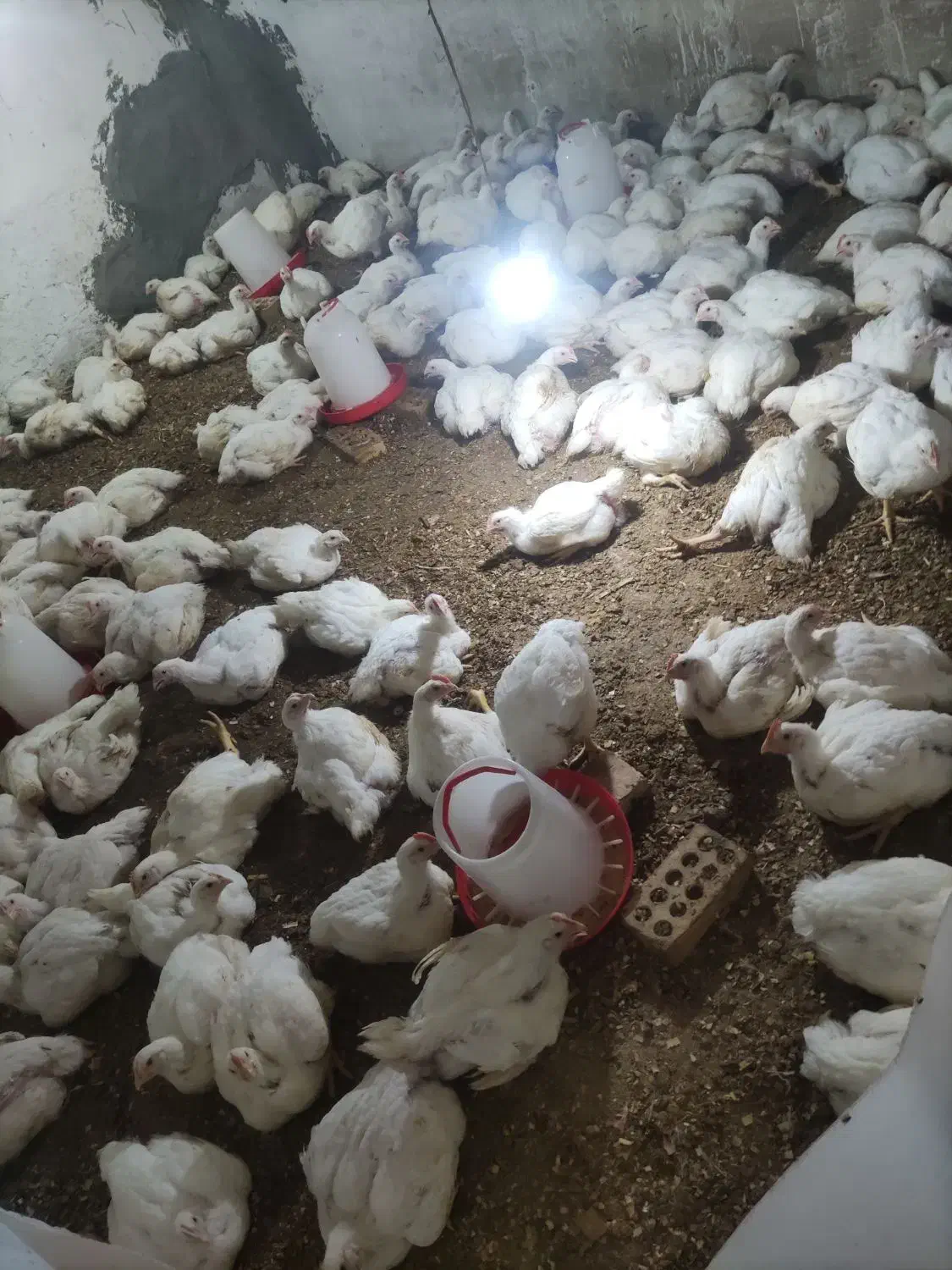 مرغ گوشتی بدون دارو|حیوانات مزرعه|سنگدوین, |دیوار