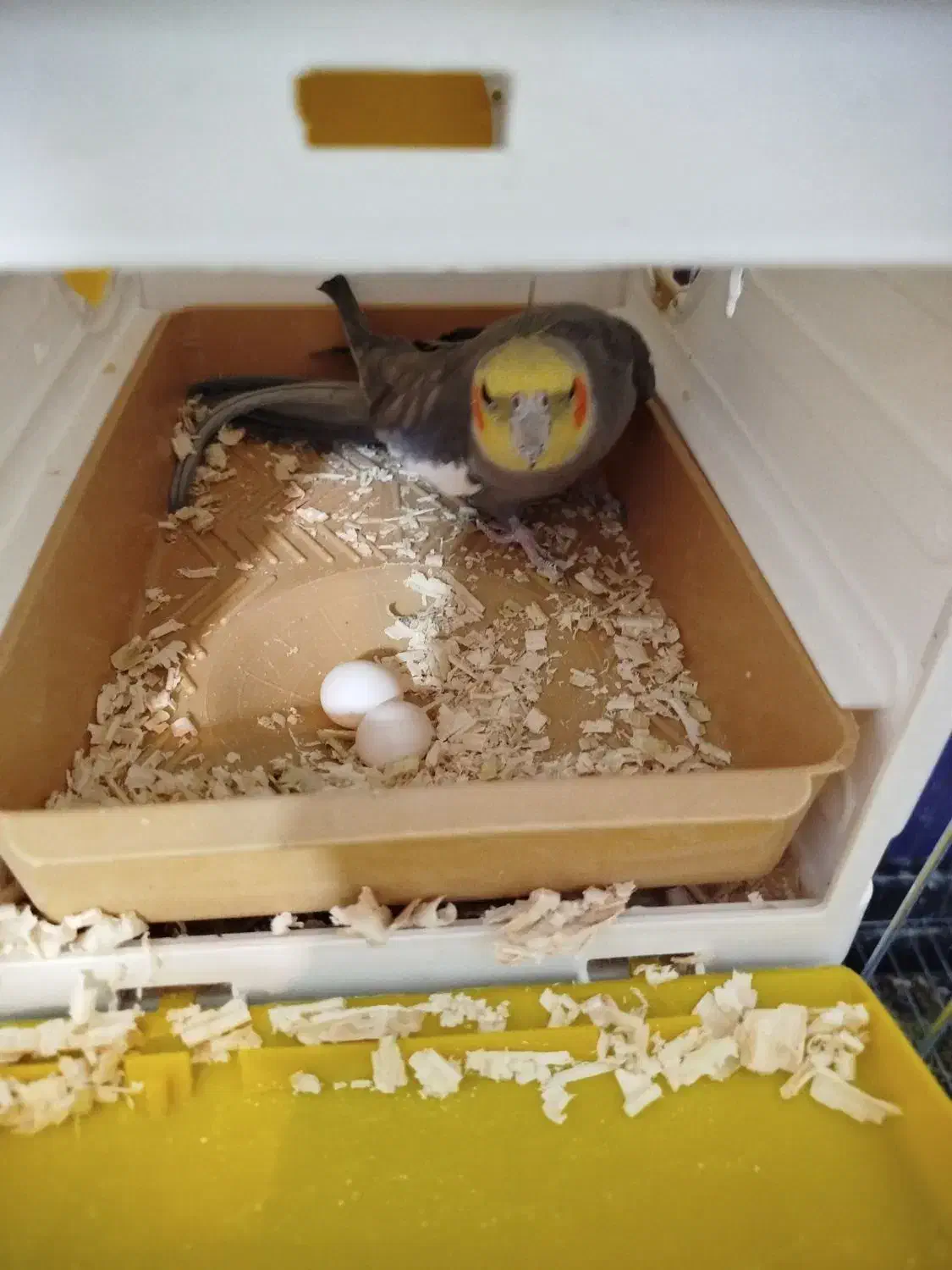 عروس هلندی سخنگو جفت.مولد|پرنده|قروه, |دیوار