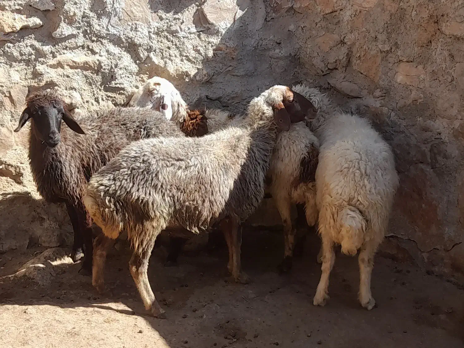 فروش میش|حیوانات مزرعه|پاپی, |دیوار