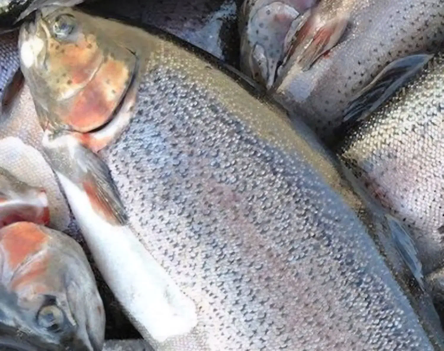 ماهی قزل آلا|ماهی|کوهدشت, |دیوار