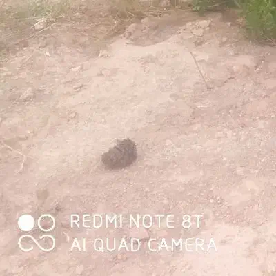 زمین مسکونی|فروش زمین و ملک کلنگی|فسا, |دیوار