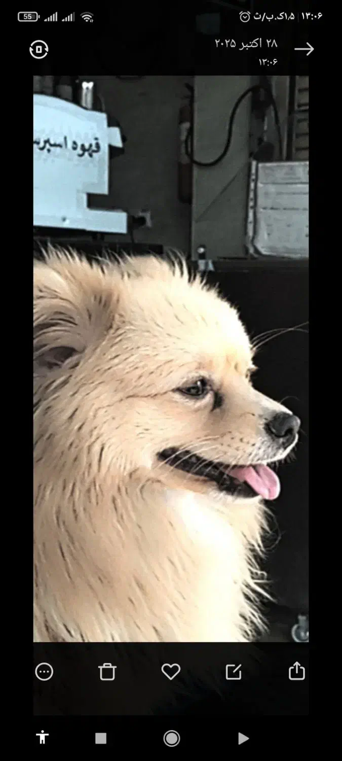 سگ نر نژاد پامر اصلی یکساله|سگ|شیراز, شیخ علی چوپان|دیوار