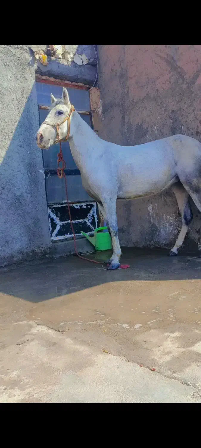 اسب مادیون|اسب و تجهیزات اسب‌سواری|بیرجند, |دیوار