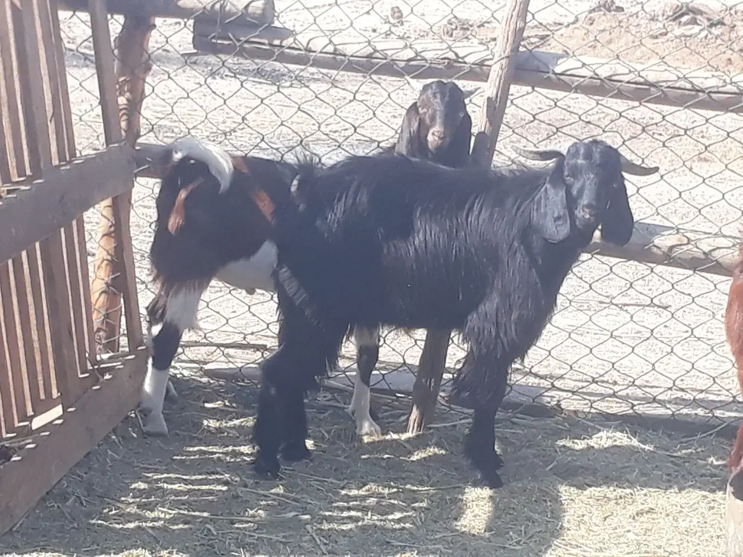 ۱۰ راس کره بز پرواری چاق چاق برا قصابی در سربندر|حیوانات مزرعه|بندر ماهشهر, |دیوار