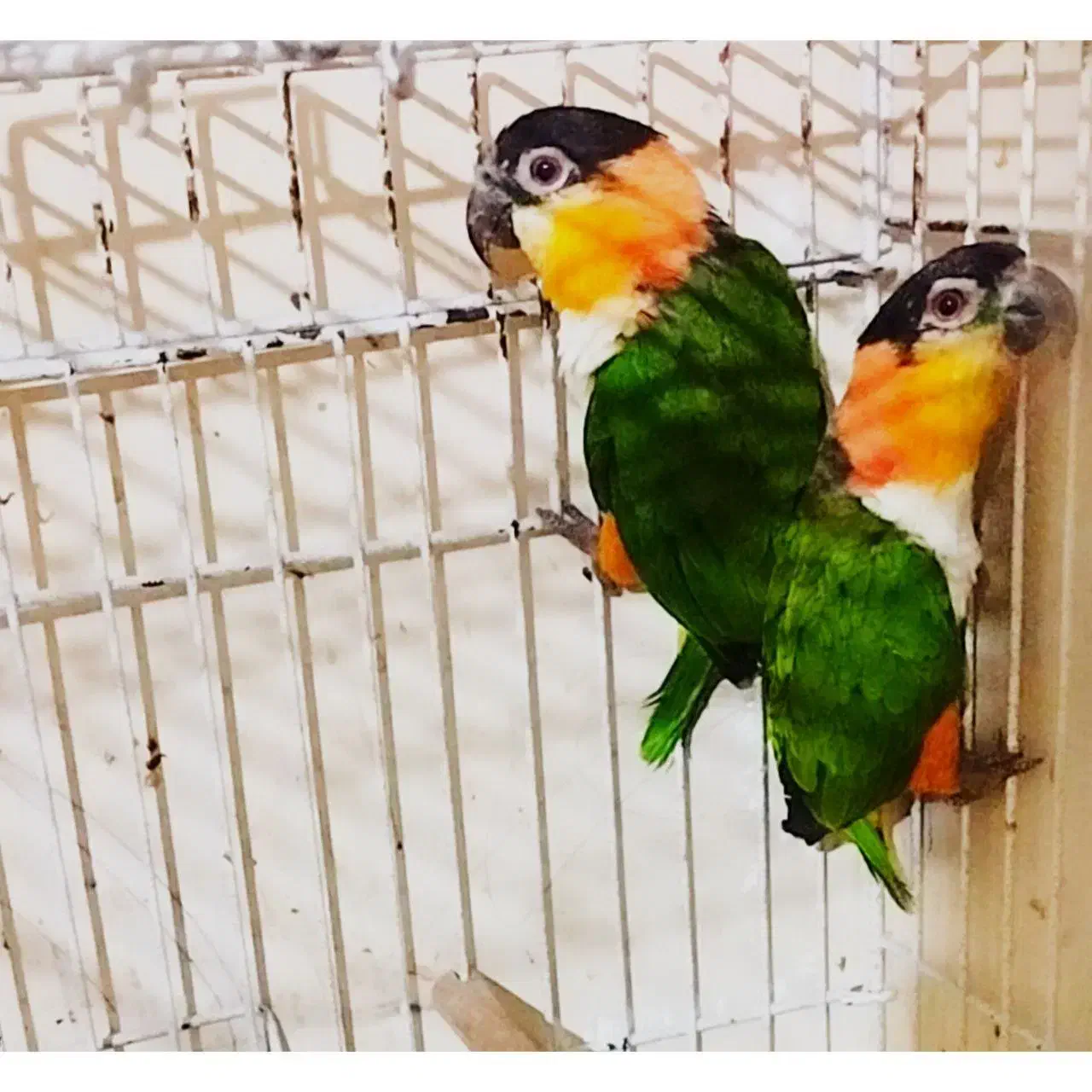 مرکز تخصصی طوطی سانان کیانشاه|پرنده|نیشابور, هفده شهریور|دیوار