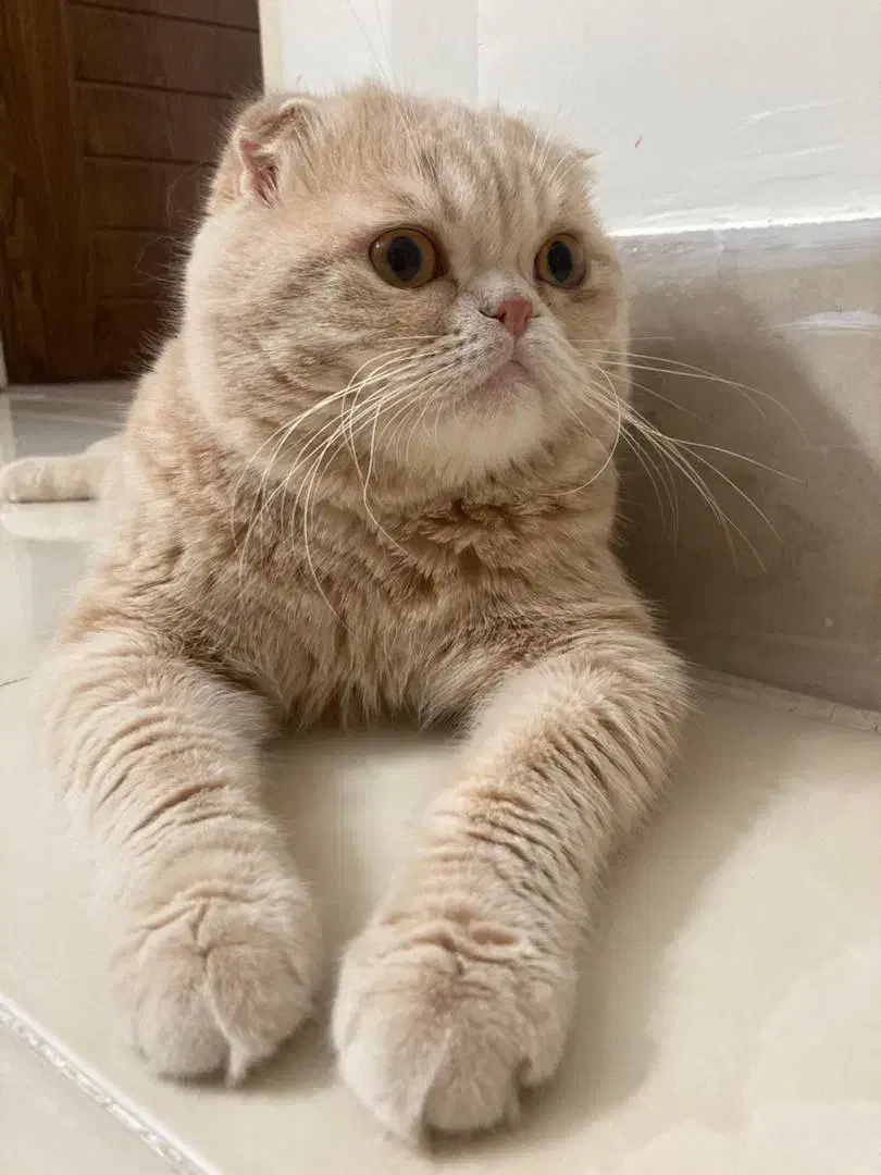 گربه|گربه|اصفهان, تیران|دیوار