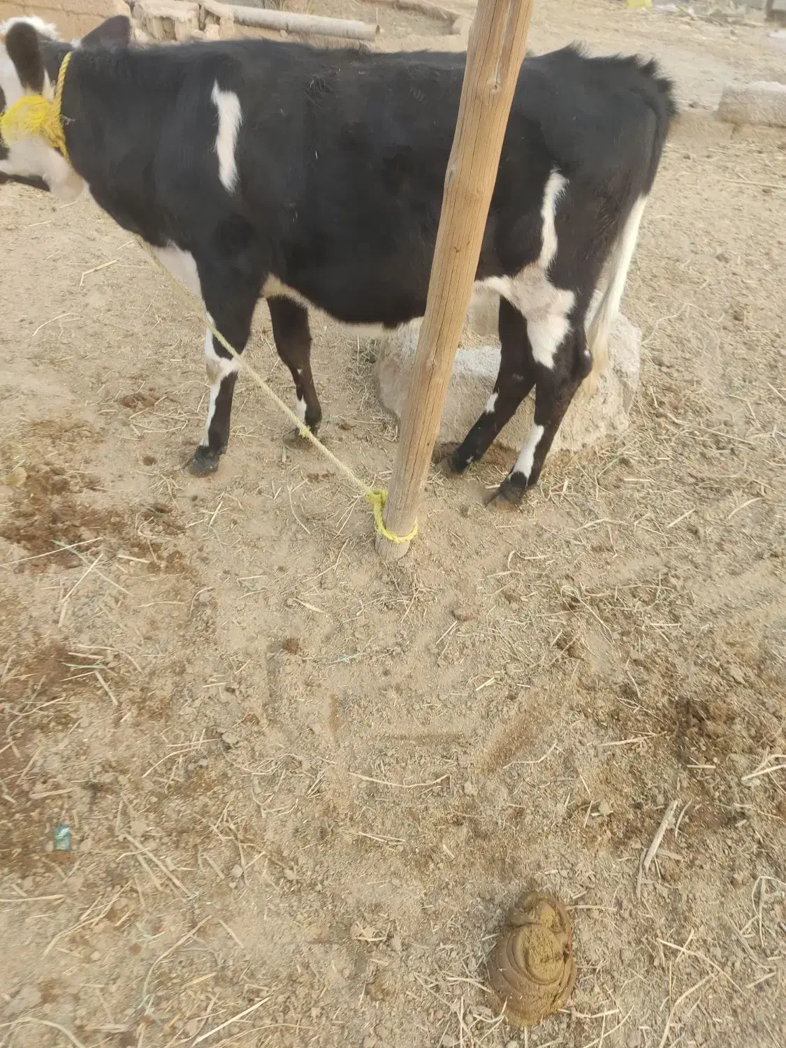 گاو خارجی|حیوانات مزرعه|شادگان, |دیوار