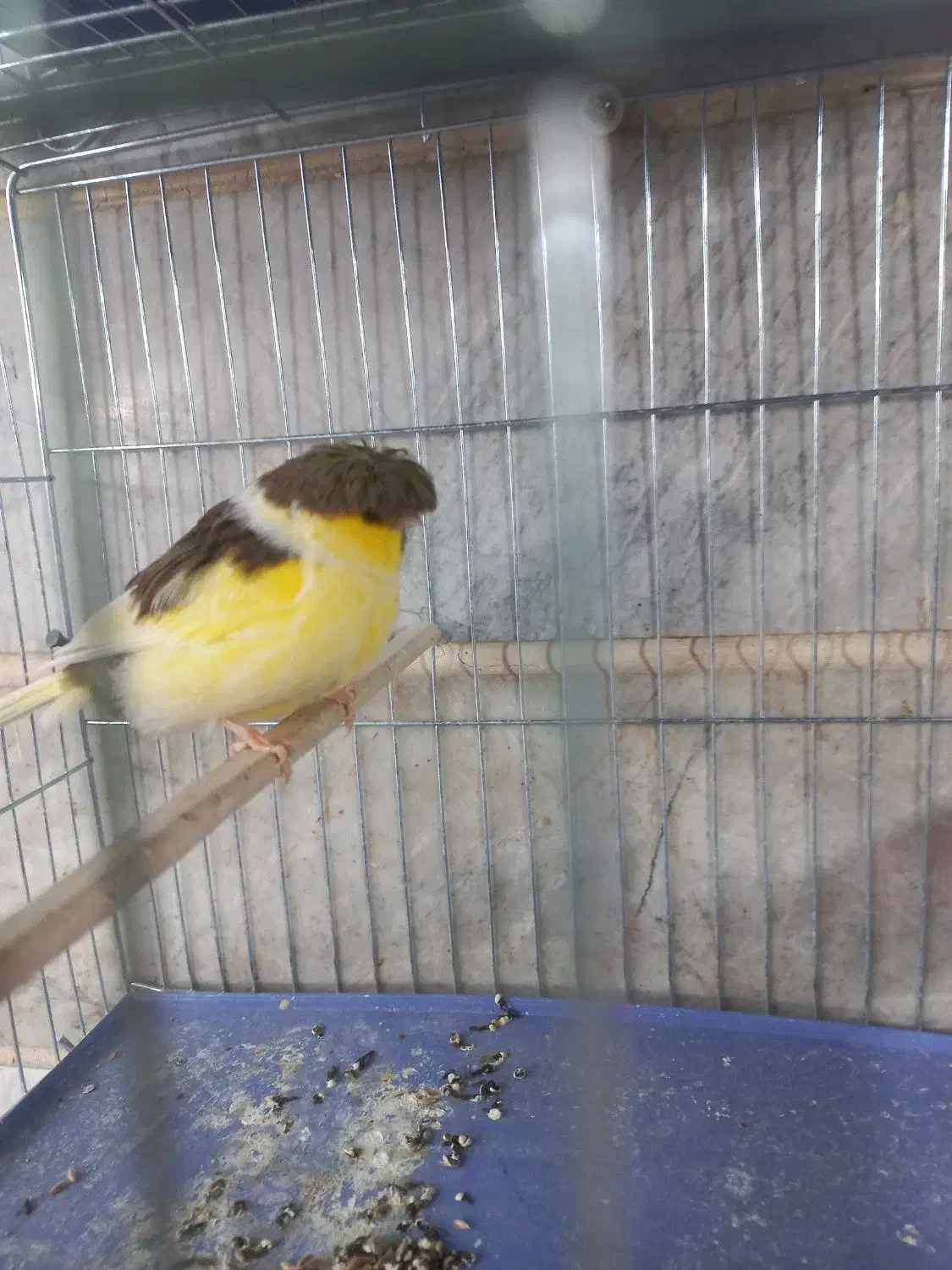 قناری نر|پرنده|بوئین زهرا, |دیوار