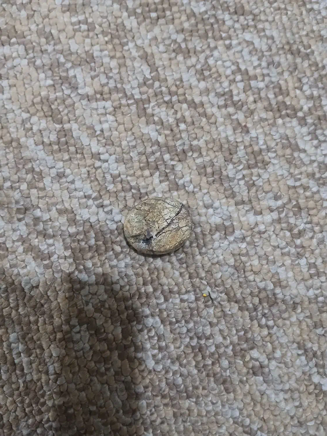 نگین فیروز اصل نیشاپور|جواهرات|دزفول, |دیوار