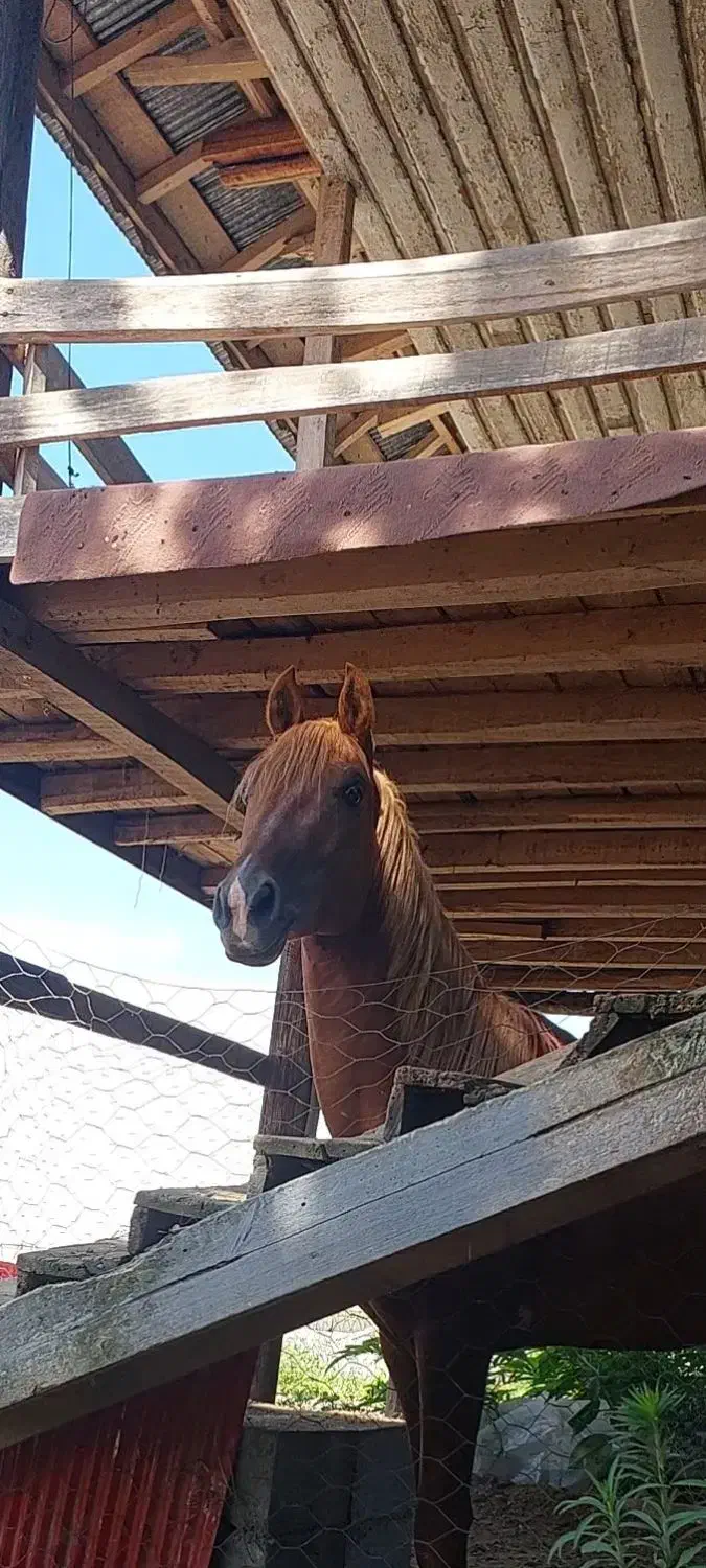 کره پلنگ قشقایی با برگه کشش|اسب و تجهیزات اسب‌سواری|صومعه‌سرا, |دیوار