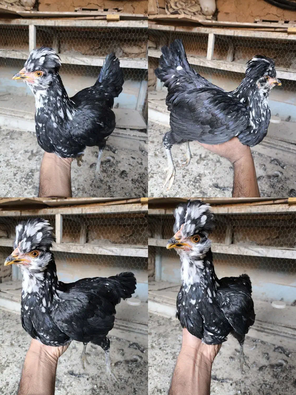 تخم نطفه دار گلین|حیوانات مزرعه|بن, |دیوار