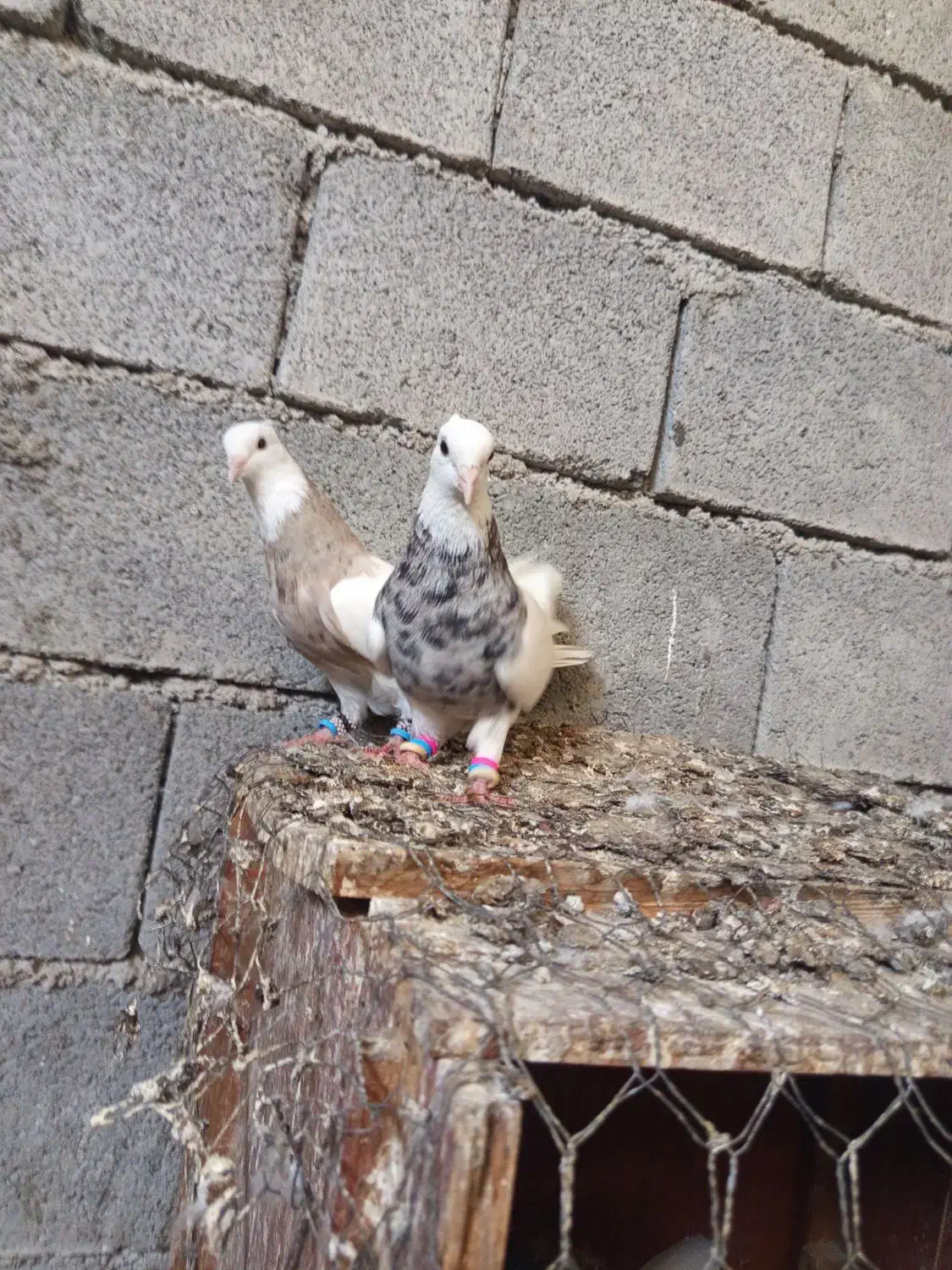 کبوتر طوقی|پرنده|وحدتیه, |دیوار