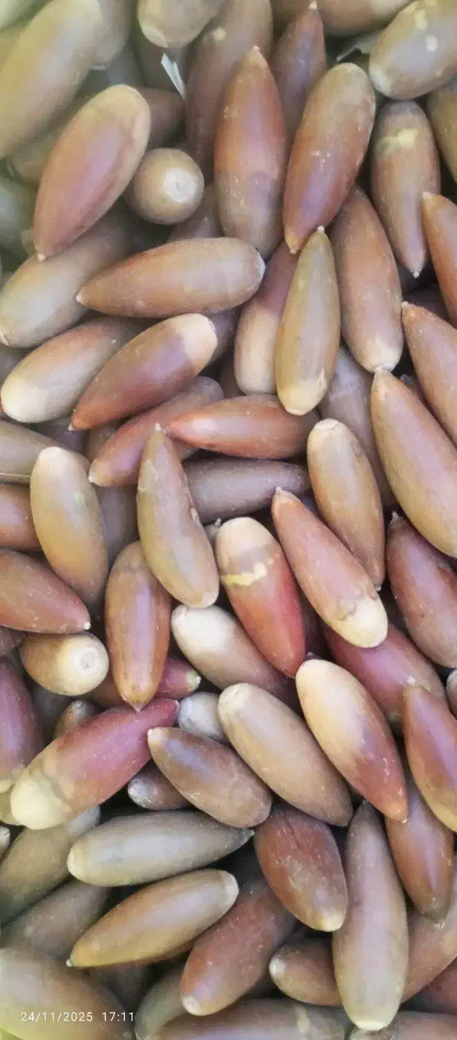 بلوط تازه ارگانیک شیرین ‌پاک کیلویی 8خریدارم|لوازم جانبی حیوانات|شیراز, دانشگاه شیراز|دیوار