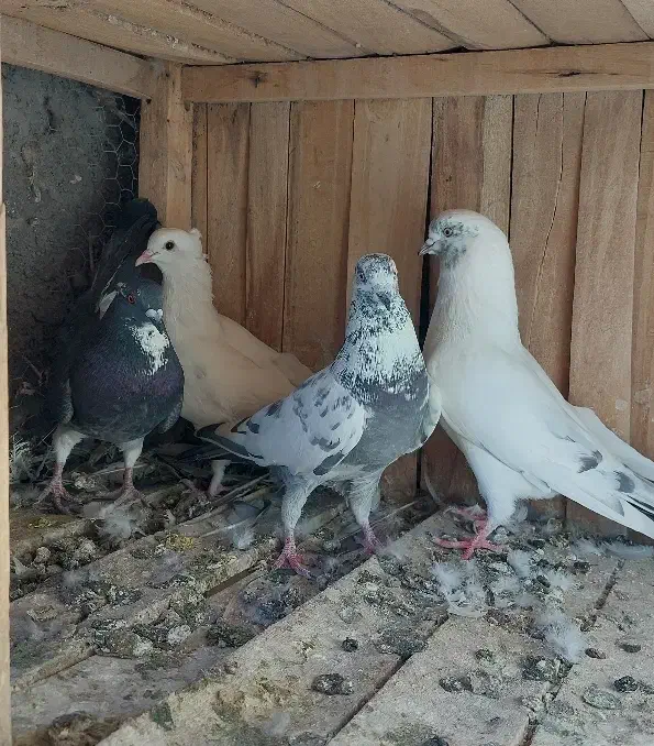 کفتر|پرنده|قم, شهرک سازمان آب|دیوار