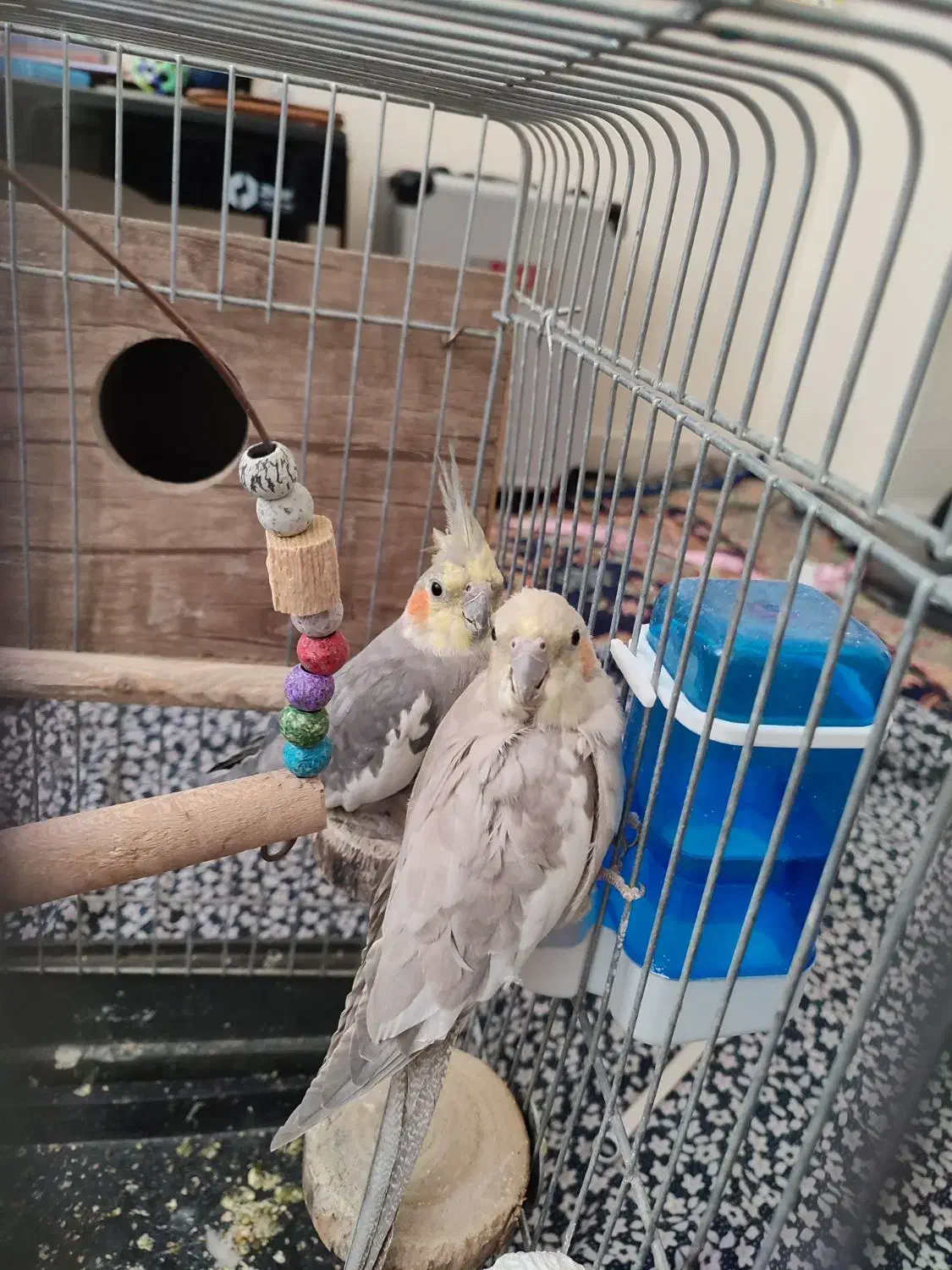 عروس هلندی جفت خوشگل و جوان و مولد|پرنده|بانه, |دیوار