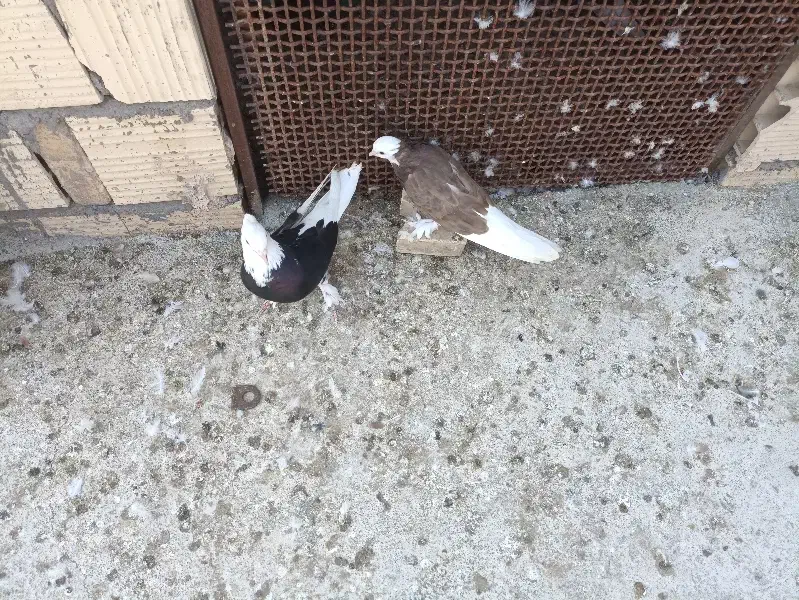 جفت شازده درجایی فول|پرنده|آسمینون, |دیوار