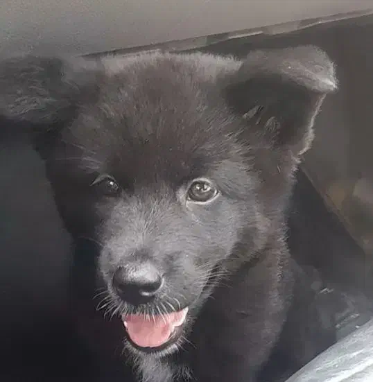 سگ آکیتا مشکی|سگ|اسلامشهر, شهرک واوان|دیوار