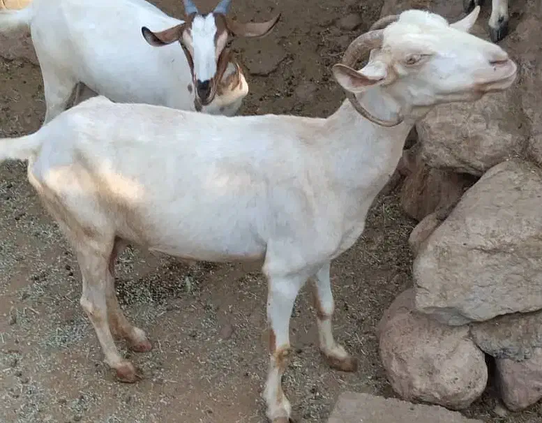 فروش بز بایک کهره|حیوانات مزرعه|فین, |دیوار