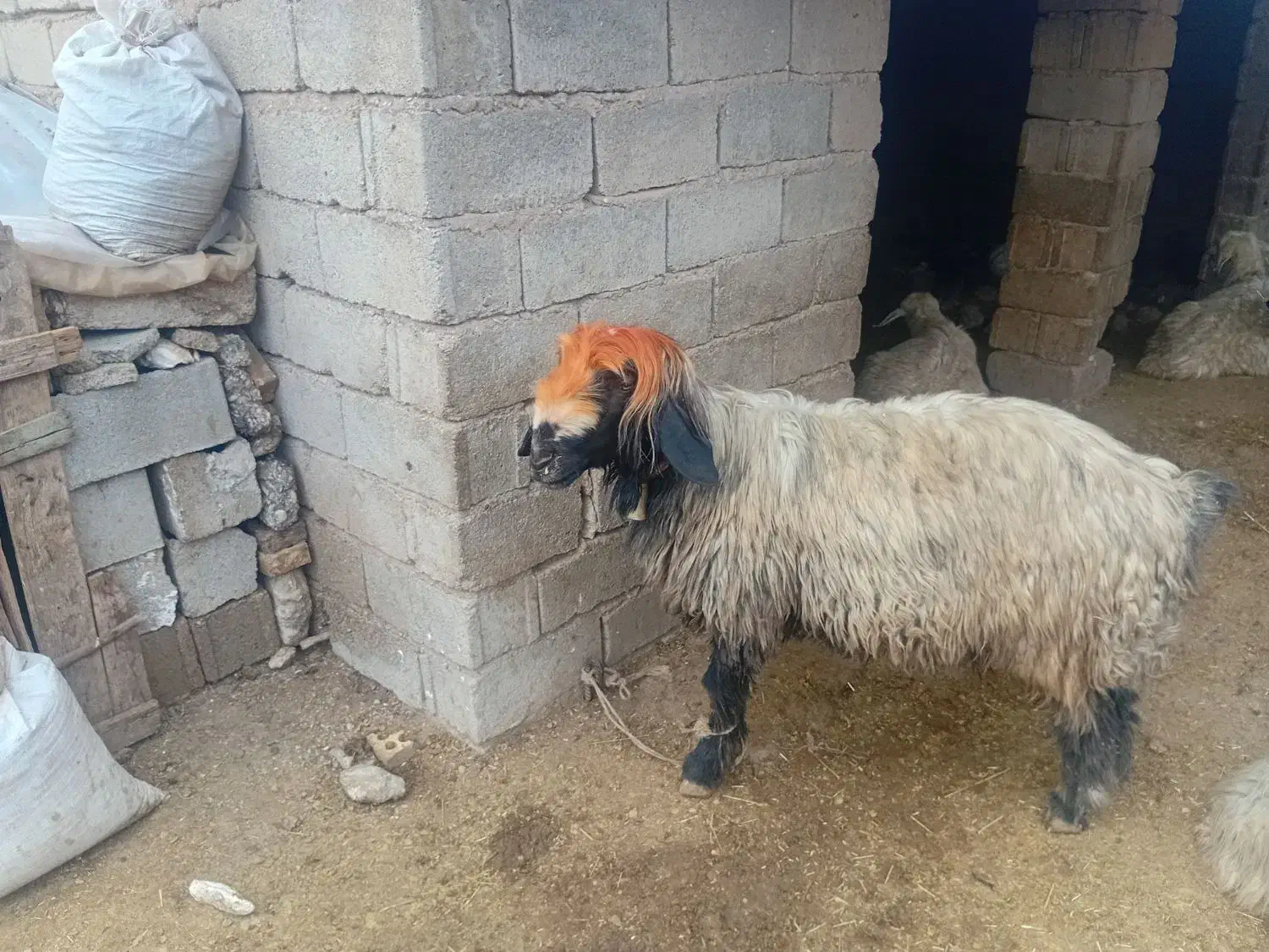 شیشک تخمی داشتی|حیوانات مزرعه|گتوند, |دیوار