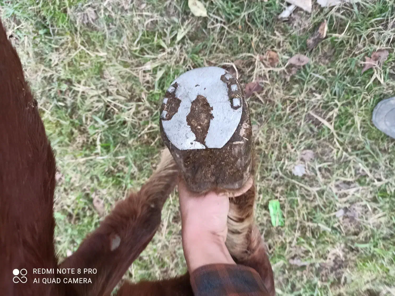 اسب دوسر خزر کاسپین|اسب و تجهیزات اسبسواری|فومن, |دیوار