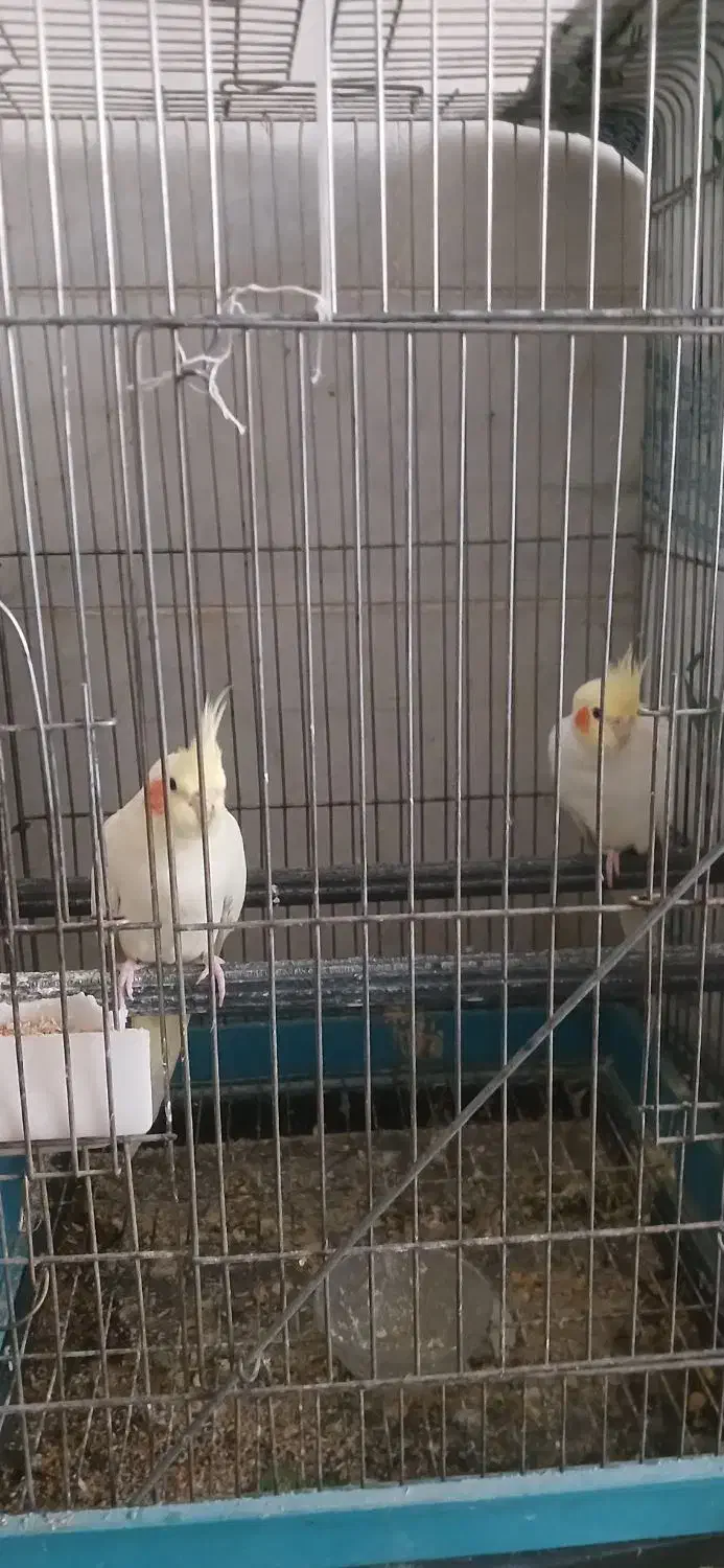 فروش یه تعداد نرو ماده عروس هلندی رنگ لوتینو|پرنده|یزد, |دیوار