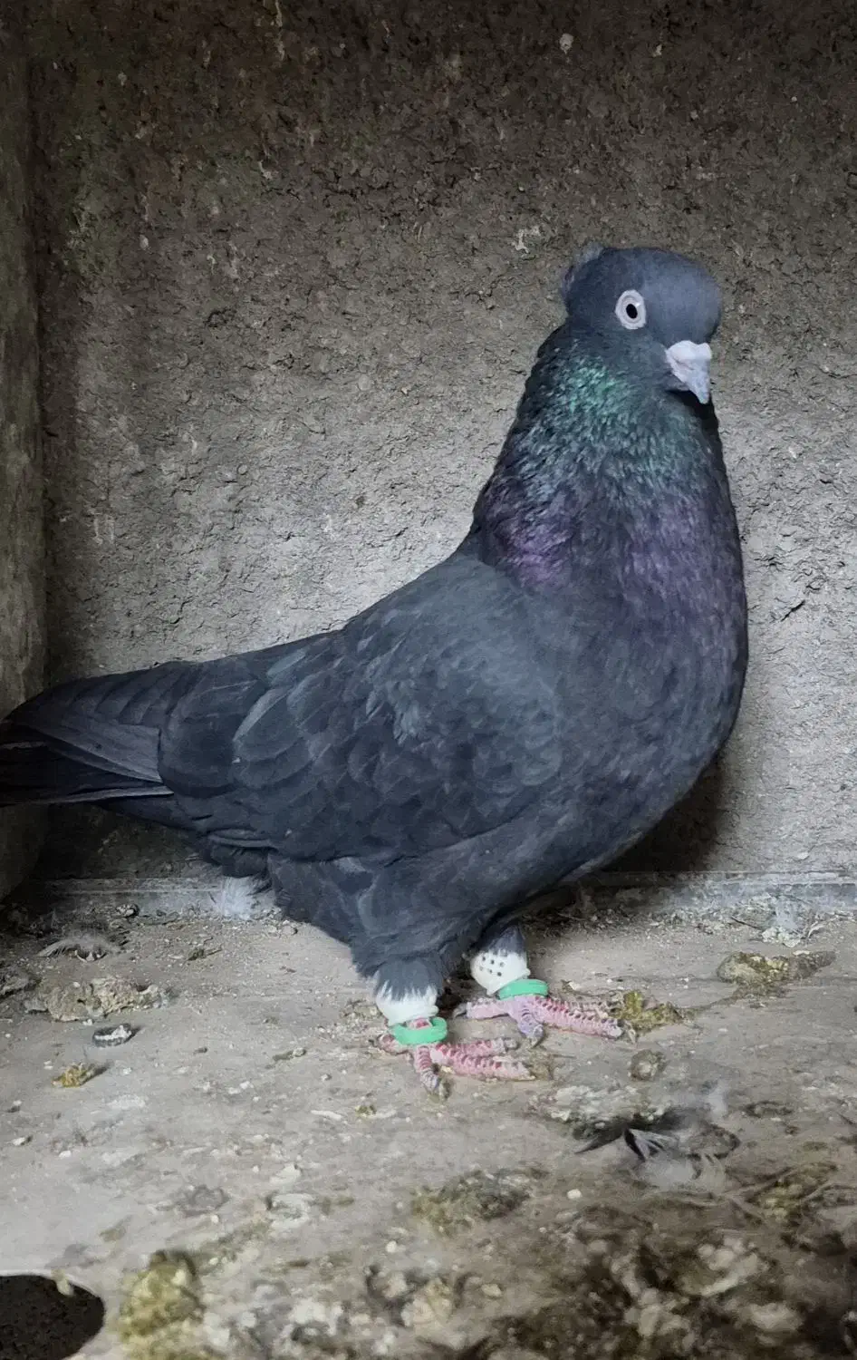 کفتر|پرنده|خرم بید, |دیوار