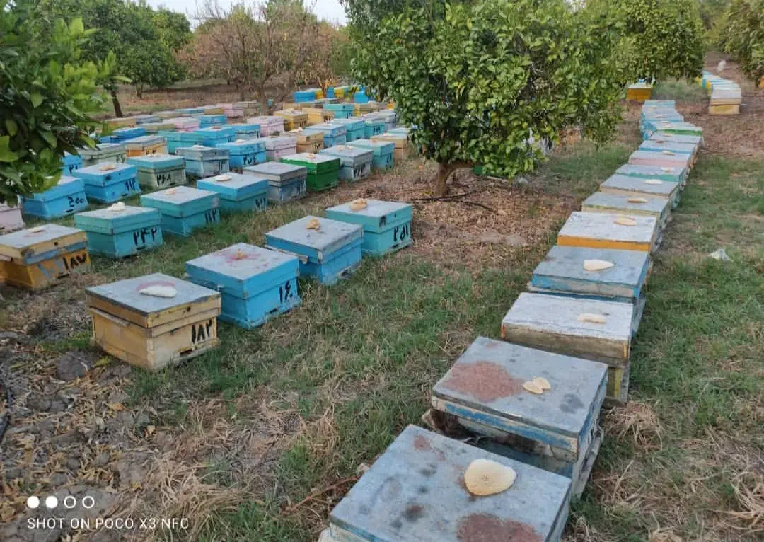 عسل طبیعی کوهستان|خوردنی و آشامیدنی|تهران, مولوی|دیوار