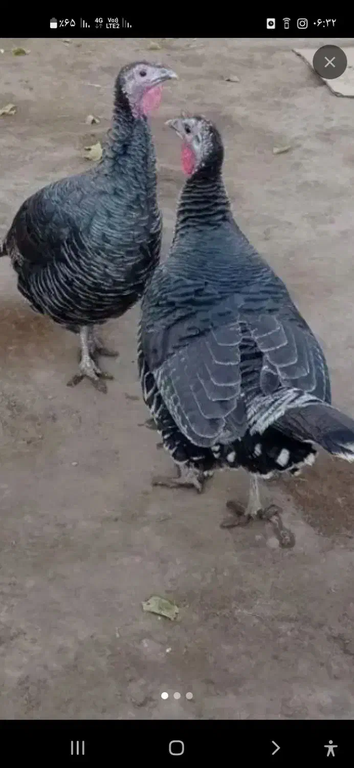 باسلام معاوضه ۲عدد بوقلمون ماده بایک نر|پرنده|دوتپه, |دیوار