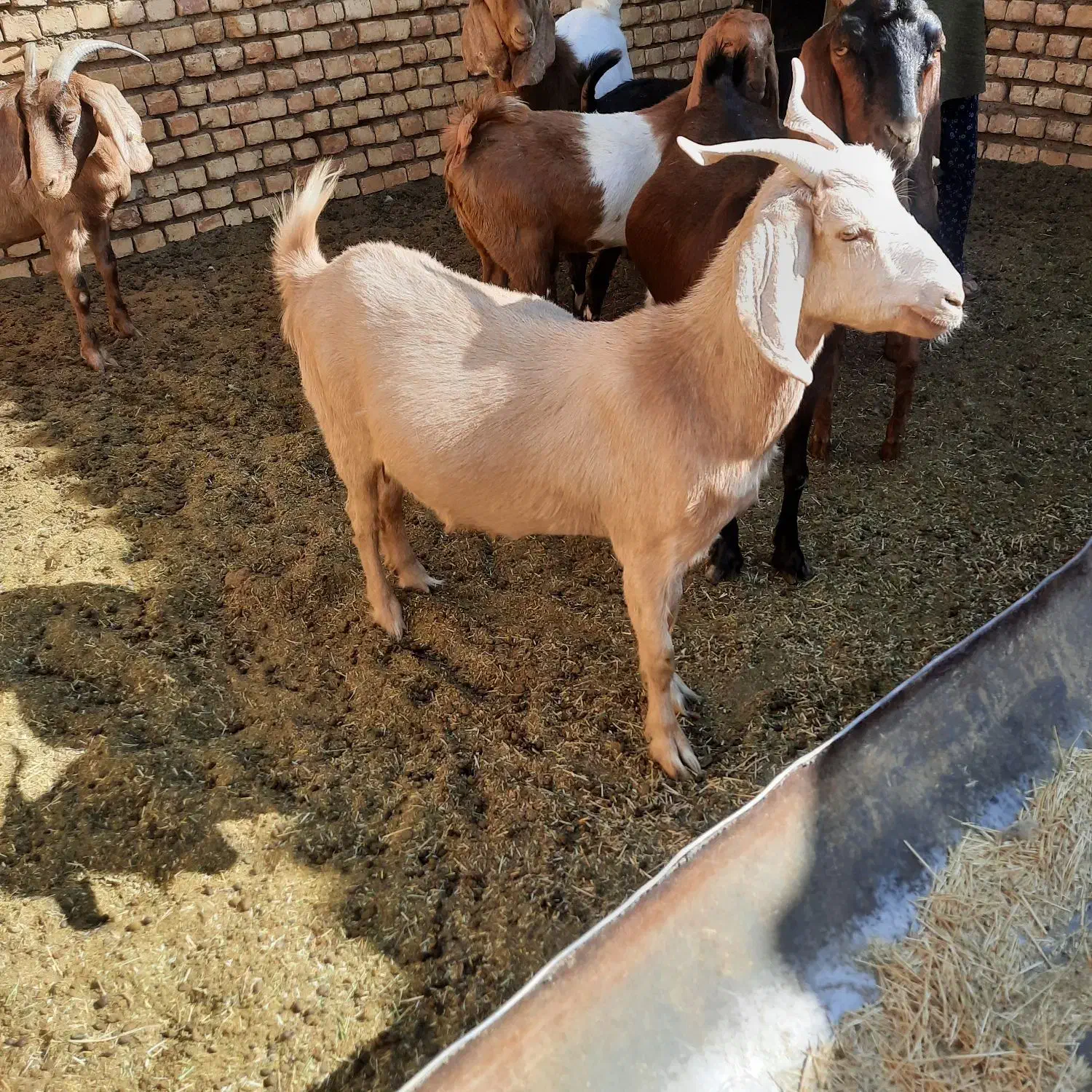 دو عدد بز ابستن|حیوانات مزرعه|جرقویه, |دیوار