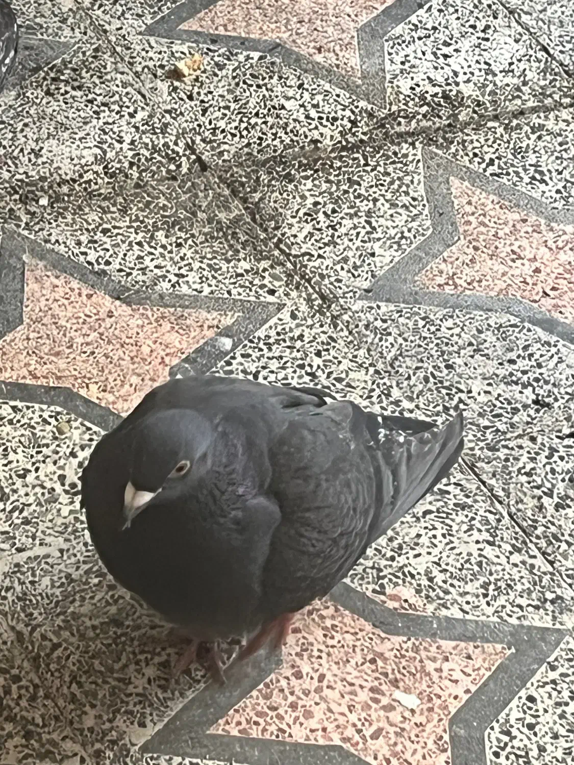 شازده قرمز و تعدادی کبوتر|پرنده|رشت, دیانتی|دیوار