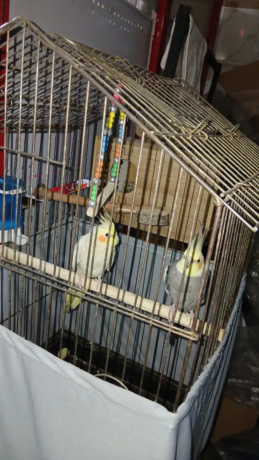 عروس هلندی جفت مولد|پرنده|تهران, هفده شهریور|دیوار