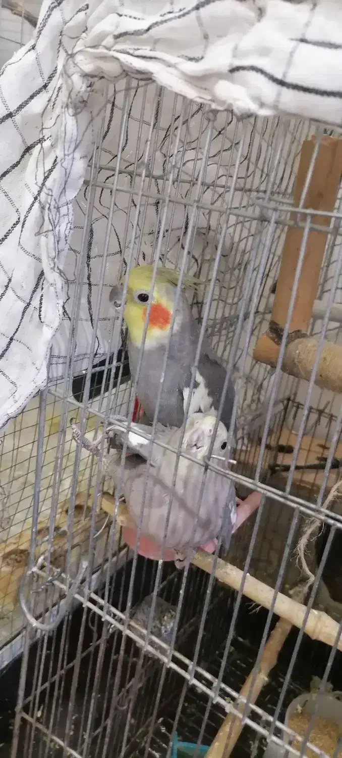 عروس هلندی نر|پرنده|کرمان, |دیوار