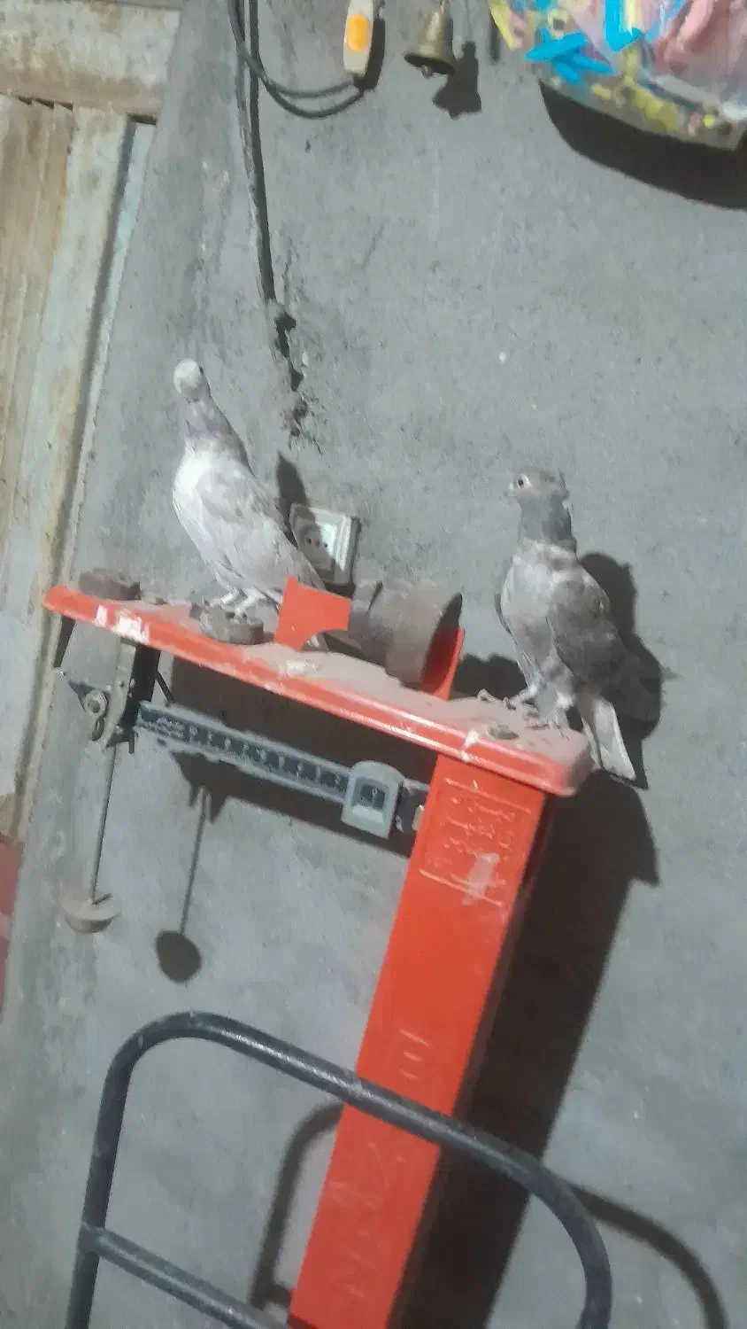 یک جفت هفت رنگ دم سفید جوجه یه آقال|پرنده|کاشمر, |دیوار