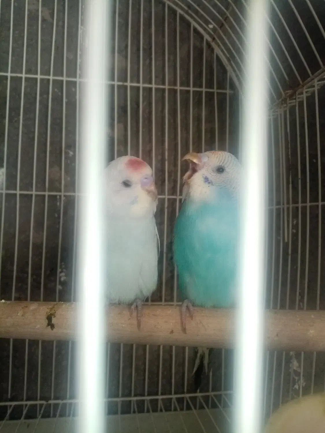 مرغ عشق دستی مخصوص بچه ها|پرنده|نیشابور, فردوسی جنوبی|دیوار