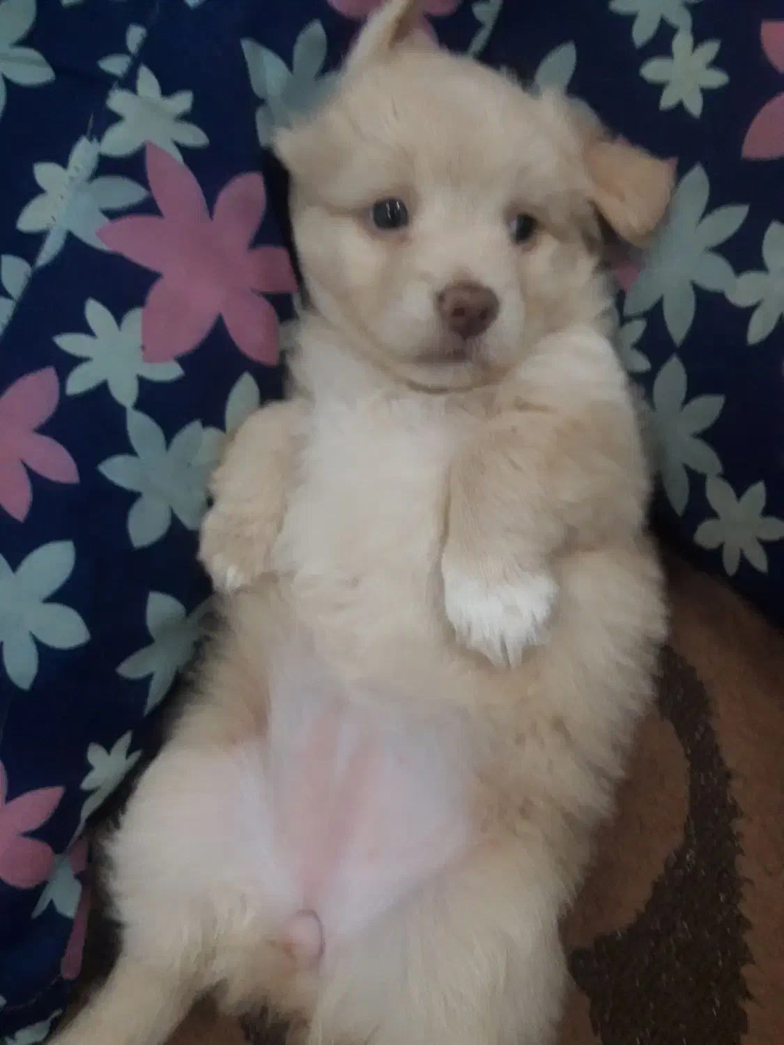 واگزاری طوله ماده اشپیتز|سگ|رشت, هلال احمر|دیوار